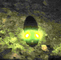 Pyrophorus noctilucus