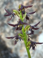 Genoplesium morrisii