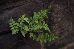 Woodsia obtusa