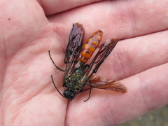 Elaphroptera