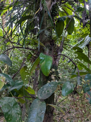 Syzygium thompsonii observed 2026-02-20