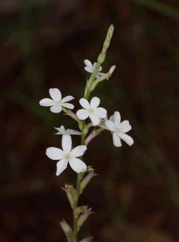 Buchnera linearis (Buchnera linearis)