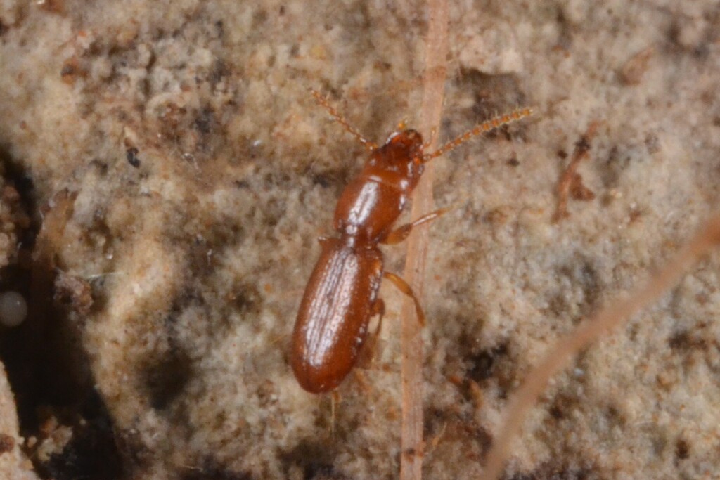 Anillus cebennicus