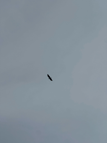 Haliaeetus leucogaster