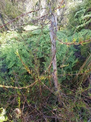 Coprosma elatirioides