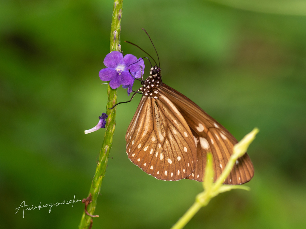 Euploea algea (Euploea algea)