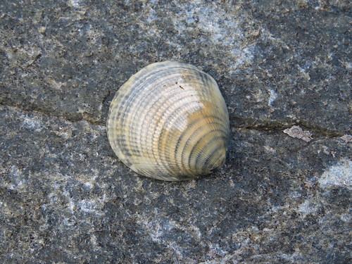 Glycymeris intermedia