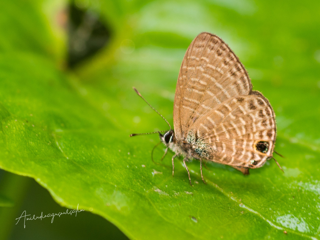 Nacaduba berenice (Nacaduba berenice)