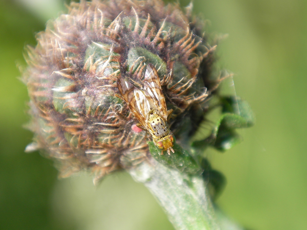 Chaetorellia loricata