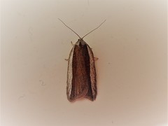 Acleris bowmanana