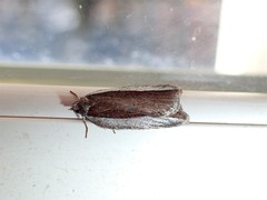 Acleris bowmanana