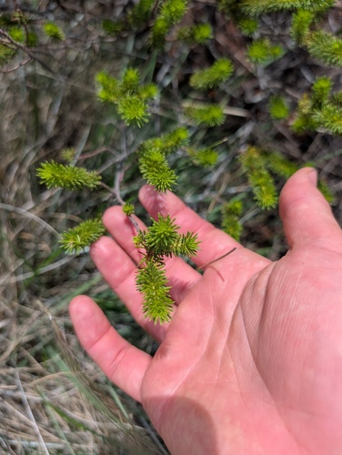 Curry Wattle (Acacia spondylophylla)