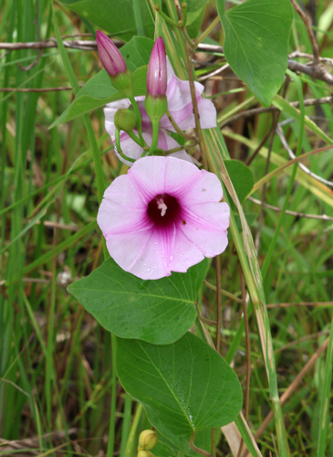 Ipomoea abrupta (Ipomoea abrupta)