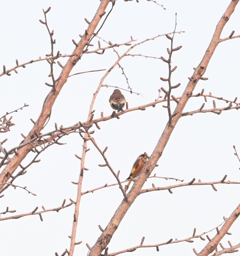 Oriental Greenfinch