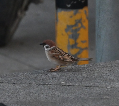 Eurasian Tree Sparrow