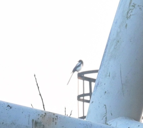 Oriental Magpie