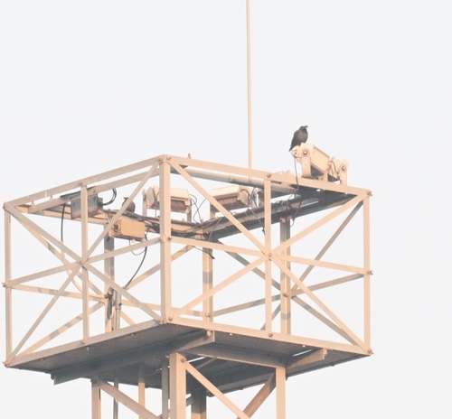Crested Myna