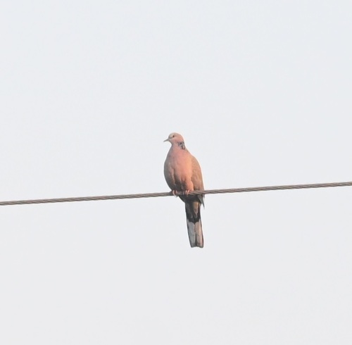 Spotted Dove