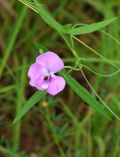 Vigna vexillata, photograph 4