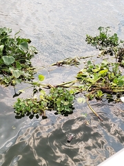 Pontederia crassipes