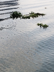 Pontederia crassipes