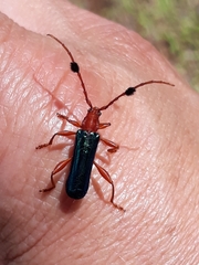 Compsoceridius gounellei