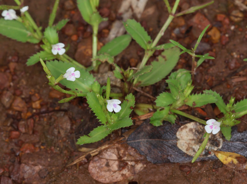 Fringed lindernia (Bonnaya ciliata)