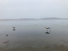 Phoenicopterus chilensis