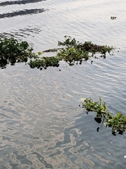 Pontederia crassipes