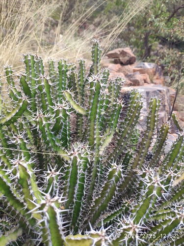 Dolomite Noors (Euphorbia griseola)