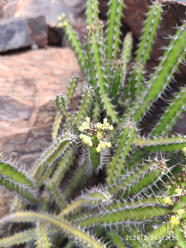Euphorbia griseola, photograph 3
