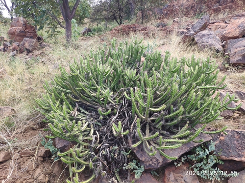 Euphorbia griseola, photograph 1