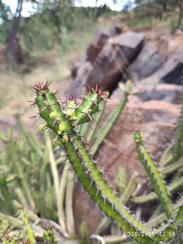Euphorbia griseola, photograph 4