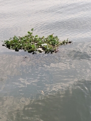 Pontederia crassipes