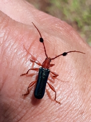 Compsoceridius gounellei