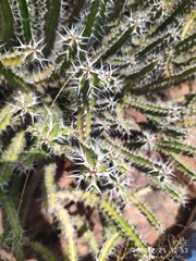 Euphorbia griseola, photograph (c) Antoinette Eyssell Knox, some rights reserved (CC BY-SA)