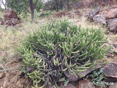 Euphorbia griseola