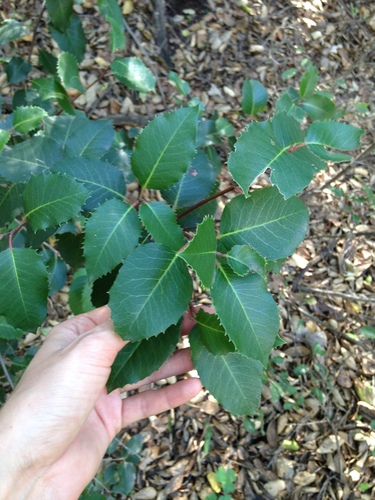 iNaturalist observation photo of sugar bush