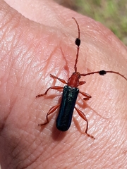 Compsoceridius gounellei