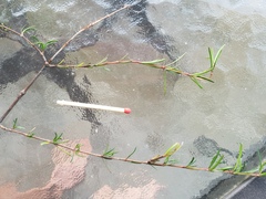 Coprosma elatirioides