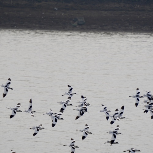 Pied Avocet
