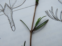 Coprosma elatirioides