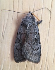 Setagrotis pallidicollis