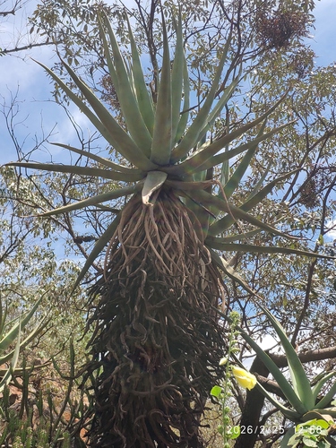 Cat's Tail Aloe (Aloe castanea)