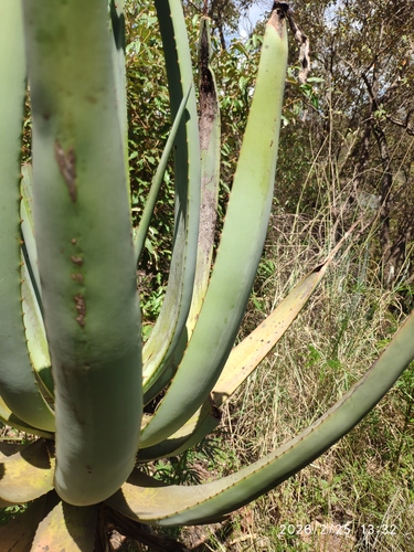 Aloe castanea, photograph 4