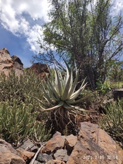 Aloe castanea, photograph (c) Antoinette Eyssell Knox, some rights reserved (CC BY-SA)