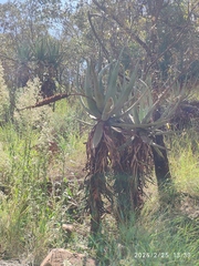 Aloe castanea, photograph (c) Antoinette Eyssell Knox, some rights reserved (CC BY-SA)