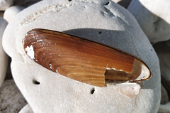 Lithophaga lithophaga