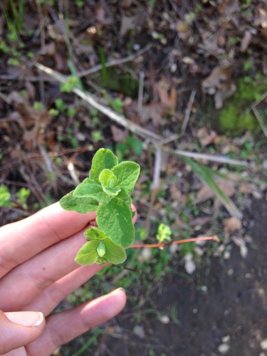 iNaturalist observation photo of creeping snowberry