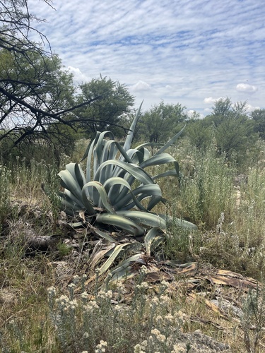American century plant